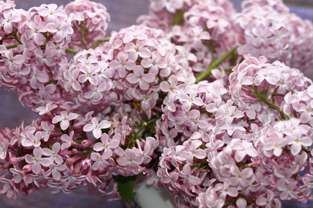 lilac flowersの写真素材