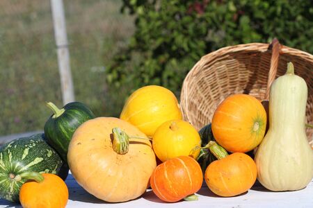 crop of pumpkins of different grades on a white background from old boards and a basketの写真素材