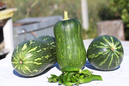 crop of hot peppers and green pumpkins on a white background from old boardsの写真素材