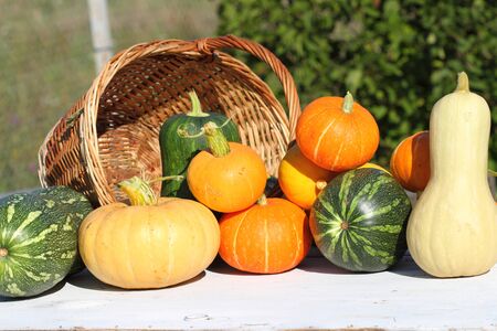 crop of pumpkins of different grades on a white background from old boards and a basketの写真素材