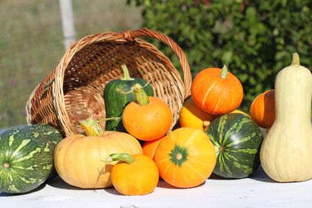 crop of pumpkins of different grades on a white background from old boards and a basketの写真素材
