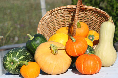 crop of pumpkins of different grades on a white background from old boards and a basketの写真素材