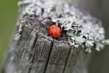 The ladybug sitting on an old fellingの写真素材