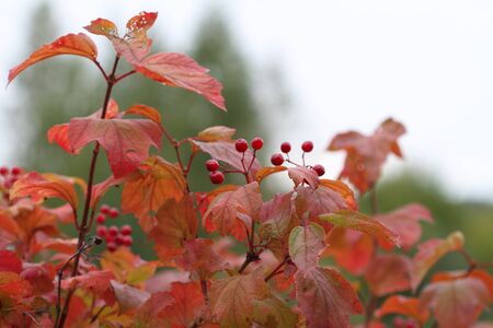 Guelder-rose berries against autumn leavesの写真素材