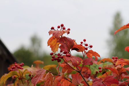 Guelder-rose berries against autumn leavesの写真素材
