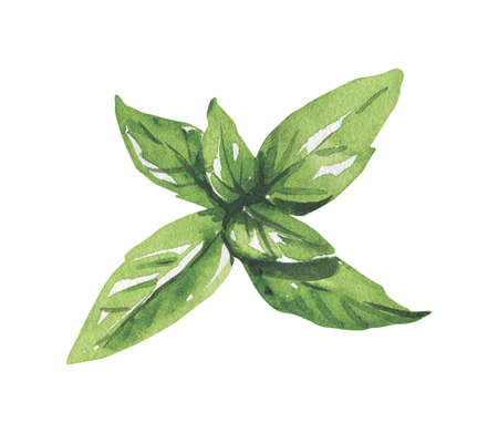 Hand painted in watercolor mint leaves isolated on a white background. High quality illustrationの写真素材
