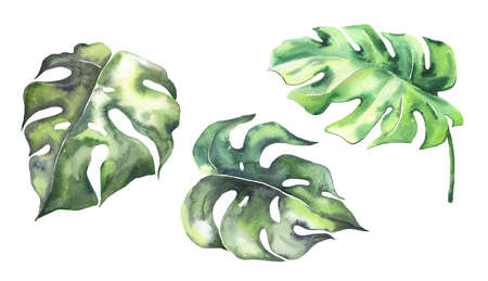 Watercolor tropical monstera leaves collection. Hand painted watercolor exotic leaves isolated on white background. Floral illustration for design, print, wedding invitation or background. High quality illustrationの写真素材