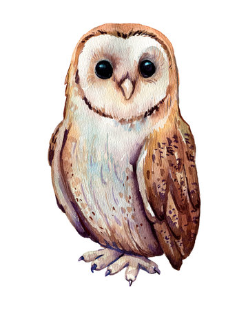 Watercolor hand painted owls. Watercolor boho owls characters clipart. High quality photoの写真素材