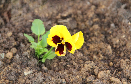 Pansies on the background of the earth, lonely plant.