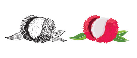Lychee set. Exotic fruit. Hand drawn illustration.のイラスト素材