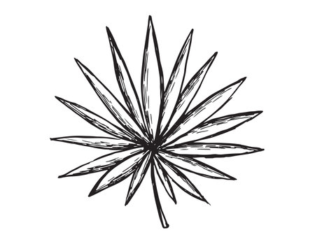 Cannabis leaf. Hand drawn vector illustration in sketch style.のイラスト素材