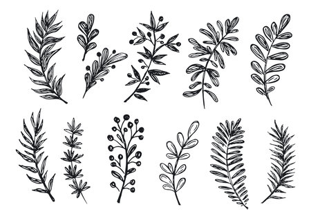 Branches collection hand drawn, vector.のイラスト素材