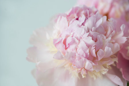 pink peony flowers in soft color and blur style for backgroundの写真素材