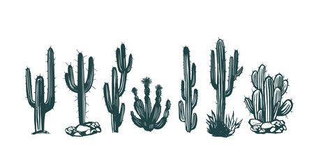 Cactuses and succulents. Hand drawn vector illustration.のイラスト素材