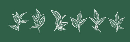 Set of tea leaves. Vector illustration isolated on dark green background.のイラスト素材