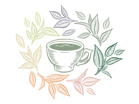 Green Tea Cup, hand drawn, drawing isolated on whiteのイラスト素材