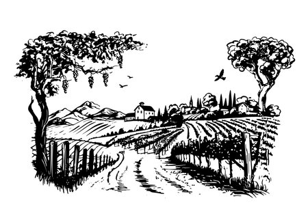 Wine plantations hand drawn, vector.のイラスト素材