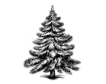 christmas tree hand drawn illustrationのイラスト素材