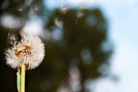 a green caterpillar creeps along a dandelion stalk, and from above seeds fly in defocus on a tree...