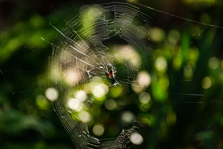 Spider sits in center of torn web on green background with beautiful bokehの写真素材