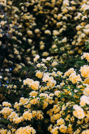 Many yellow roses flowers