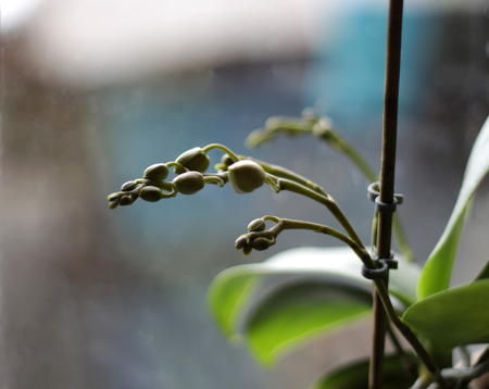 Unopened orchid bud on the windowの写真素材