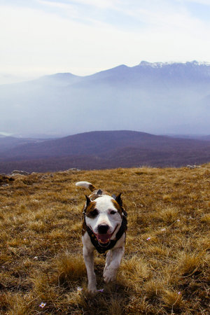 American Staffordshire Terrier walks in the fields against the backdrop of the mountains. Travel with animals.の写真素材