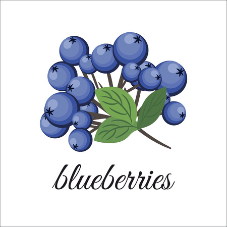 On a white background depicts a sprig of blueberries. Design element. illustrationのイラスト素材