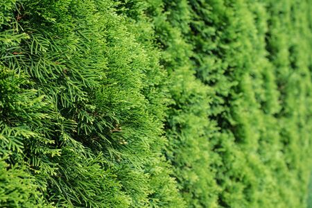 White cedar background. Green leaf texture. Tiny green leaves background. The natural texture of white cedar.の写真素材