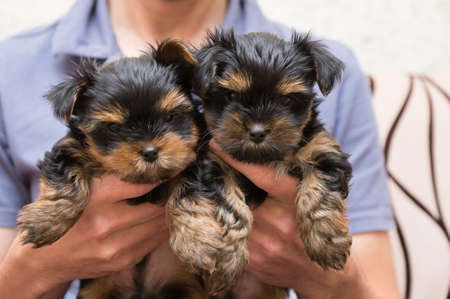 two Yorkshire Terrier puppies in the arms of a man looking at meの写真素材