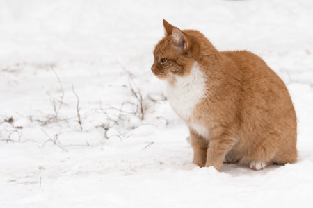 red cat in winter sits on the snowy ground and looks ahead. the pet wants to be allowed home to warm up.の写真素材