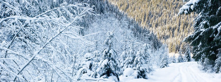 Black Cheremosh valley on winterの写真素材