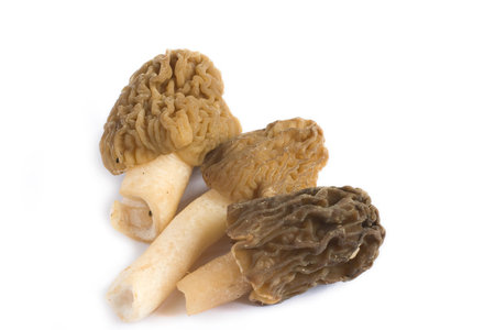 Three fresh morels. Isolated on white background.