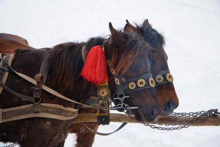 Two horses in a traditional Huzul harness against a snow slopeの写真素材
