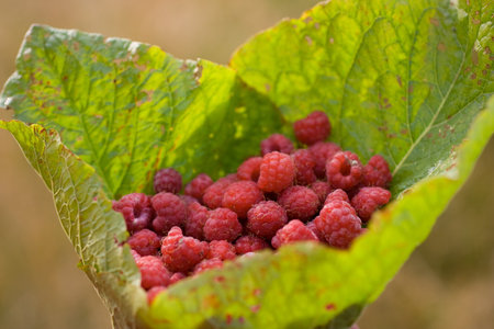 Heap of wild fruits in the burdock sheet