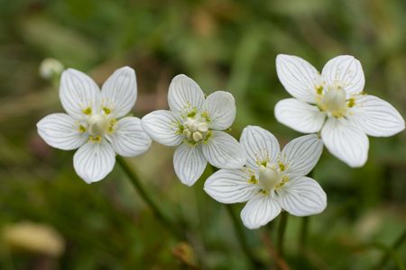 Flower of ukrainian Carpathian mountainの写真素材