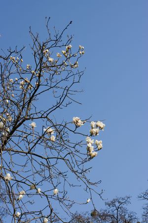 Blossom white magnolia on blue sky backgroundの写真素材