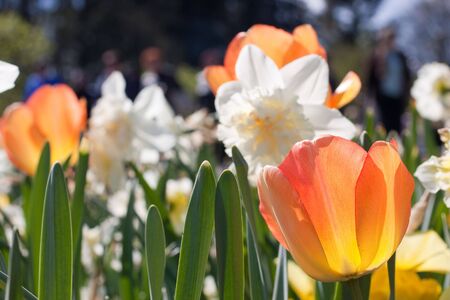 Tulip and narcissus on green leaves background. Focus on foregroundの写真素材