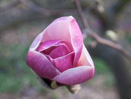 Close-up of flower of pink magnoliaの写真素材