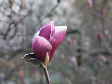 Close-up of flower of pink magnoliaの写真素材