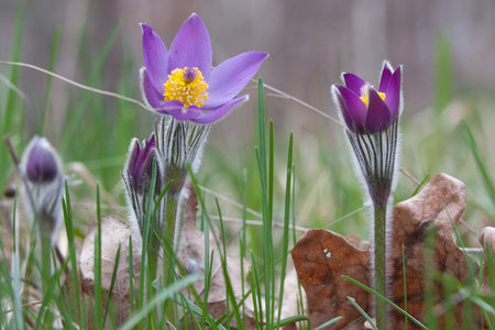 Close-up of pasqueflower in wildlife