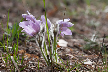 Close-up of pasqueflower in wildlife  Focus on left flower