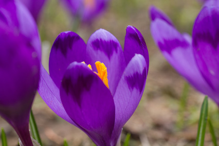 Wildlife crocuses in Carpathian region of Ukraineの写真素材