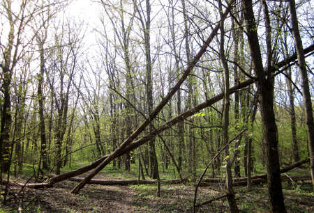 Beautiful photo shows an old broken tree in winter cold forest among big living plants against bright sky.の写真素材