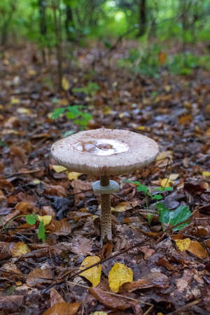 Photography to theme beautiful mushroom amanita Muscaria in forest on leaves background. Photo consisting of mushroom amanita muscaria in forest outdoors. Mushroom amanita Muscaria in forest close up.の写真素材