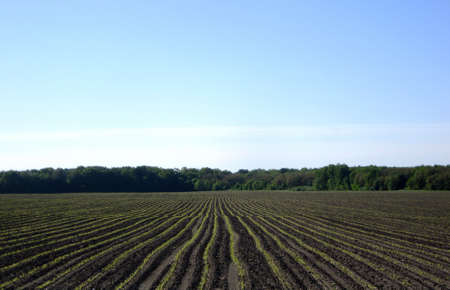 Plowed field for potato in brown soil on open countryside nature. Potato in plowed field, soil to growing tasty vegetables. Organic plowed field under the clean blue sky is natural soil for potato.の写真素材