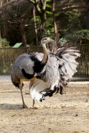 One great white bird ostrich of feathers stand on long thin legs. Ostrich body consisting of...