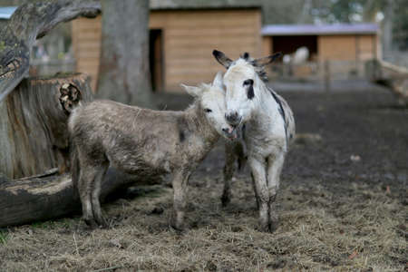 Pets donkey standing bored on dirty grass in zoo with short thin legs. Pets donkey consists of thick gray fur, long ears, small eyes. Pets donkey on farm summer entertains tourists with funny smile.の写真素材