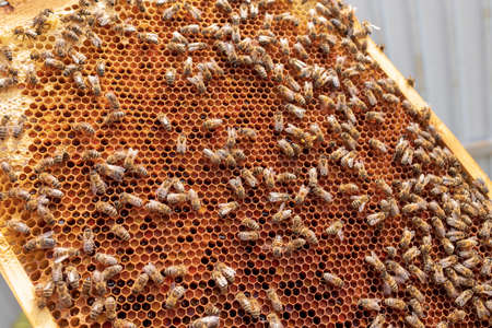 Abstract hexagon structure is honeycomb from bee hive filled with golden honey. Honeycomb summer composition consisting of gooey honey from bee village. Honey rural of bees honeycombs to countryside.の写真素材