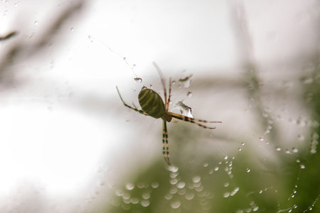 Photography to theme big tabby spider on dew web, close up on leaf background. Photo consisting of...